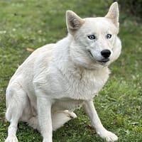Doum CAA14131, chienne à adopter