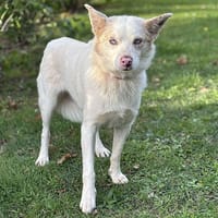 Moon CAA14125, chienne à adopter