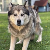 Neïla CAA14139, chienne à adopter