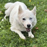 Louve CAA14138, chienne à adopter