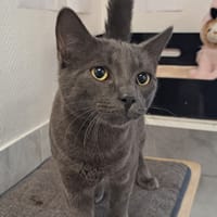 WIFI, chat à adopter