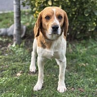 Bibi CAA14127, chien à adopter