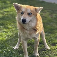 Andy CAA14118, chien à adopter