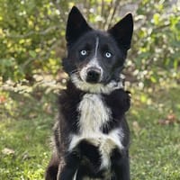 Requin CAA14115, chien à adopter