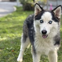 Guizmo CAA14119, chien à adopter