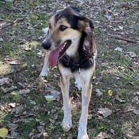 ONO, chienne à adopter