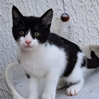 RONFLEX, chat à adopter
