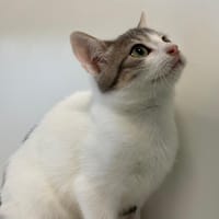 Willy, chat à adopter