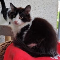 PATACHOU, chatte à adopter