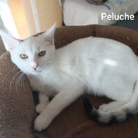Peluche, chatte à adopter
