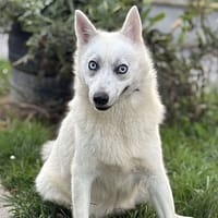 Sylvia CAA14135, chienne à adopter