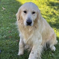 Toast CAA14165, chien à adopter