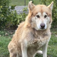 Rizla CAA14140, chienne à adopter