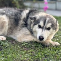 Euguy CAA14121, chien à adopter