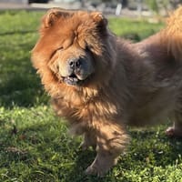 Nico CAA14150, chien à adopter