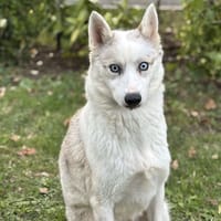 Bichette CAA14133, chienne à adopter