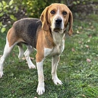 Bibou CAA14128, chien à adopter