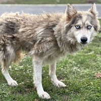 Sika CAA14129, chienne à adopter