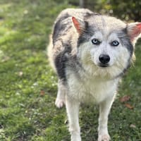 Pipa CAA14114, chienne à adopter