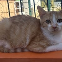 Fa, chatte à adopter