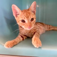 RESCO, chat à adopter