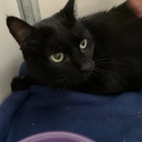Jo, chat à adopter