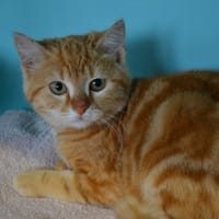 CALEB, chat à adopter