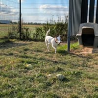 SKIPPY, chien à adopter