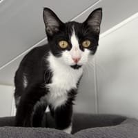 Atropine, chatte à adopter