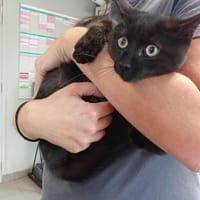 CHAPO, chat à adopter