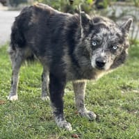 Taik CAA14124, chien à adopter