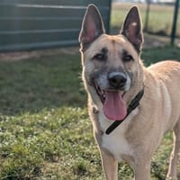 SIMBA, chien à adopter