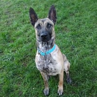 BOLT, chien à adopter