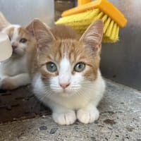 Clef (réservée), chatte à adopter