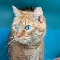 OTIS, chat à adopter