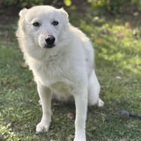 Pomoski CAA14120, chien à adopter