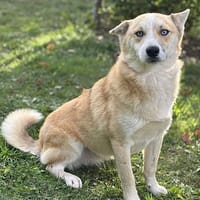 Touhou CAA14117, chien à adopter