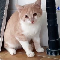 Ace, chat à adopter