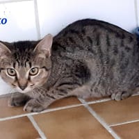 Aiko, chat à adopter