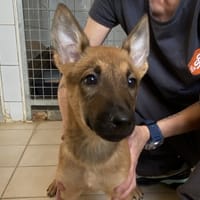 ATHENA, chienne à adopter