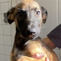 JALNA, chienne à adopter