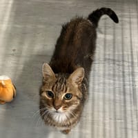 DIMECRES, chat à adopter