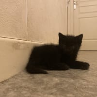 VENOM, chat à adopter