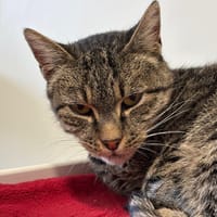 Nymph, chatte à adopter