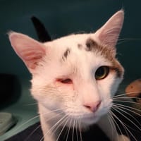 ODIN, chat à adopter