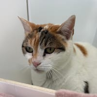 CLOCHETTE, chatte à adopter