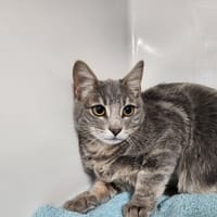 ELYSE, chatte à adopter