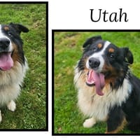 UTAH, chien à adopter