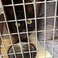 Jimdak, chatte à adopter