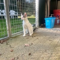 Cléofé, chat à adopter